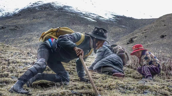 野生冬蟲夏草產地在哪里？核心產區與品質特點解析