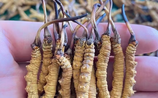 冬蟲夏草怎么辨別真假？6 個(gè)實(shí)用鑒別方法