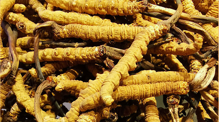 冬蟲夏草這樣燉，營養(yǎng)不流失還更滋補