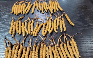 野生冬蟲夏草泡酒比例詳解：掌握黃金配比，泡出滋補好酒