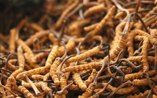 鮮冬蟲夏草有保質期嗎？儲存方式與時效全解析