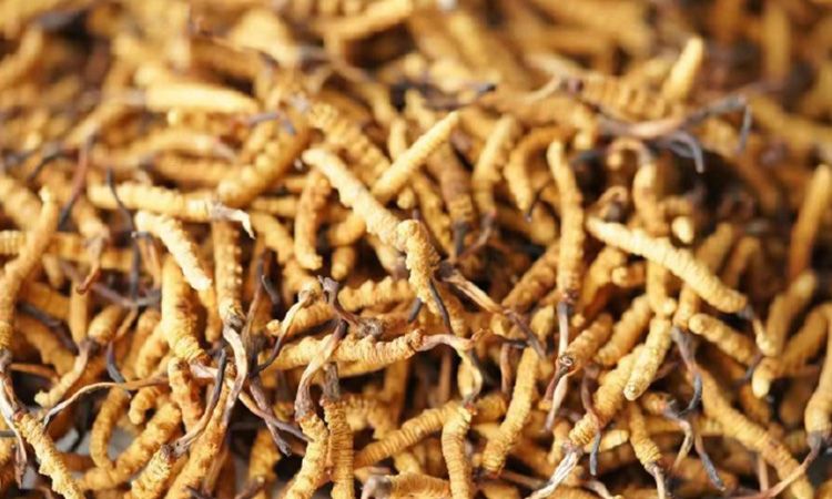 解密冬蟲夏草頭期蟲草:品質(zhì)優(yōu)勢(shì)與鑒別指南