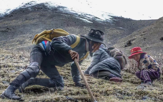 西藏哪些地方是冬蟲夏草產地？核心產區與品質特點解析