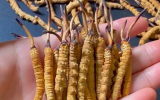 真假冬蟲夏草怎么辨別？5 個實用方法 + 避坑指南