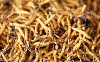 四級冬蟲夏草一克多少根？根數背后的等級與價值邏輯