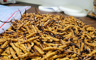 野生冬蟲夏草鑒別指南：從外觀到質地的全面區分方法?