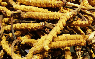 冬蟲夏草：傳統滋補瑰寶的現代營養解讀