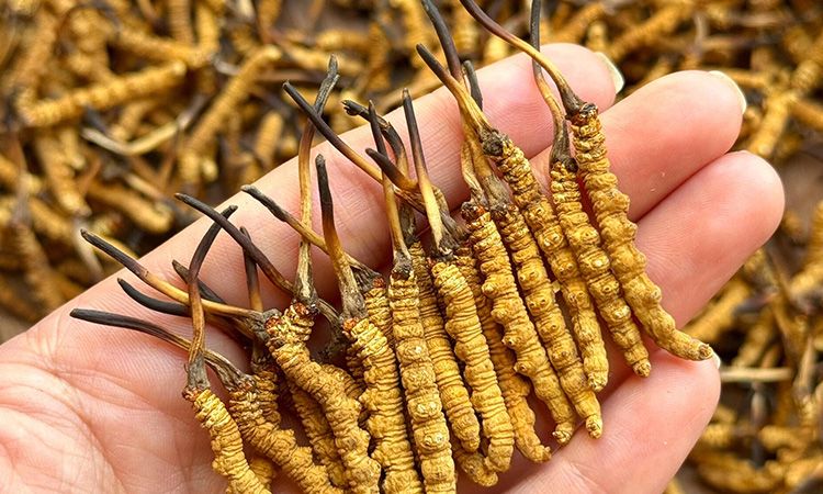 不同形態蟲草的保存方法與時限