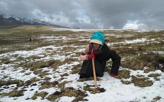 冬蟲(chóng)夏草專(zhuān)家解讀：哪里的冬蟲(chóng)夏草品質(zhì)最優(yōu)？