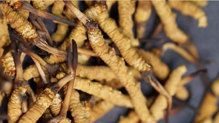 野生<a href=http://www.gmsign.com.cn/jiage/ target=_blank class=infotextkey>冬蟲夏草多少錢</a>一斤 