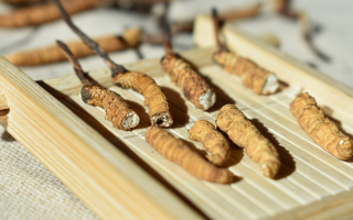 斷的冬蟲夏草一克啥價？2025 年實用行情嘮明白