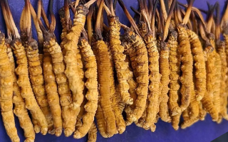 挖了三十年蟲草，這些采摘的苦，沒經(jīng)歷過的人真不懂