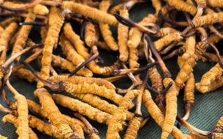 燉了二十年蟲草湯，這口感我太熟了，跟你細(xì)細(xì)說