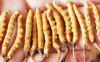 冬蟲夏草最佳購買時(shí)間：選對(duì)時(shí)機(jī)，兼顧品質(zhì)與性價(jià)比