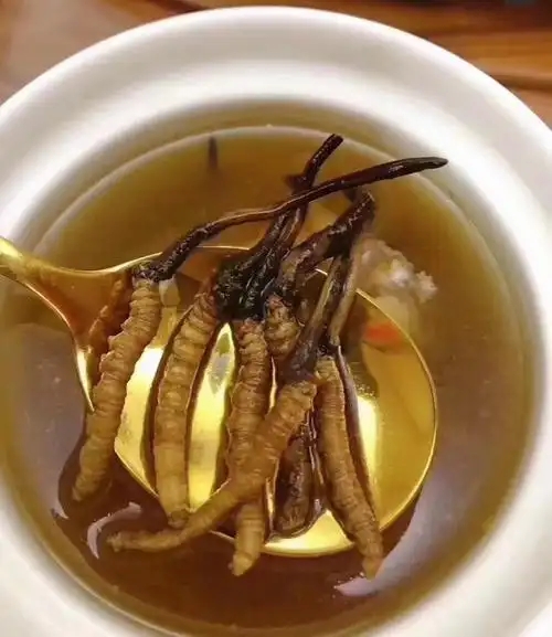 冰糖燉冬蟲夏草的做法，有什么功效?