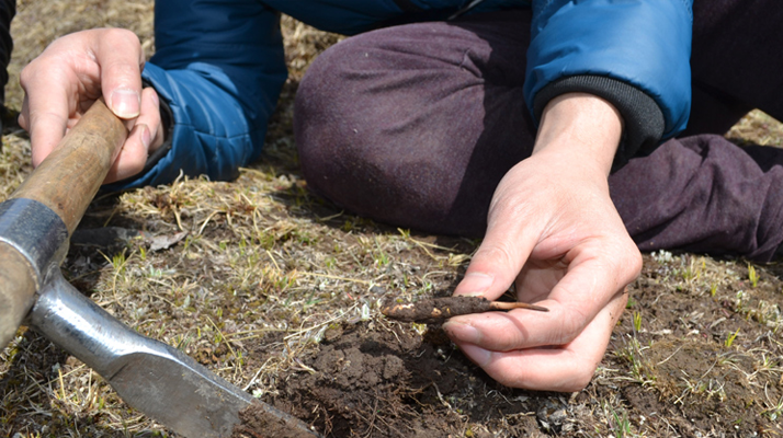 那曲冬蟲夏草的市場供需與季節(jié)周期是如何影響其交易價格的？