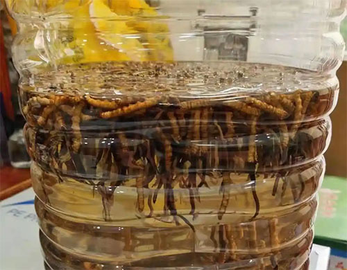 東強堂冬蟲夏草可以用來泡酒 滋補效果真的好