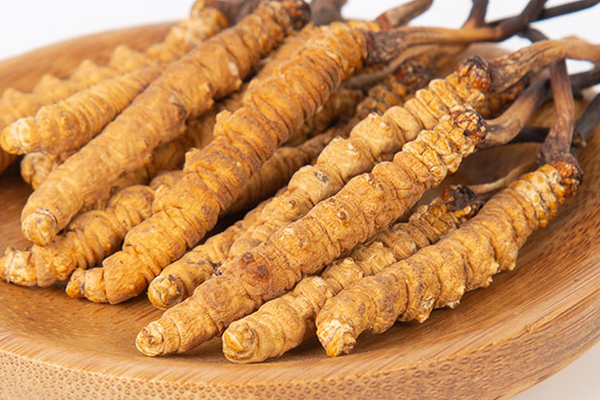  人工培育的冬蟲夏草有哪些功效和作用？