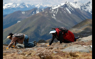 冬蟲夏草采挖安全與生態保護口袋卡