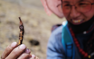  冬蟲夏草的產地溯源方法有哪些？