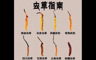 野生蟲草和人工蟲草的區別在哪里?哪種更值錢?