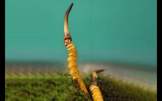  雪山冬蟲夏草的生長周期是多久？