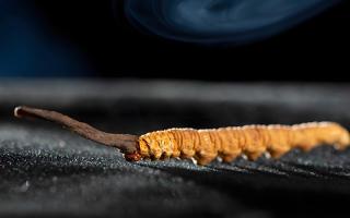 關于冬蟲夏草市場的最新研究報告有哪些？