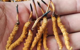 冬蟲夏草正確保存方法，西藏那曲蟲草網教你鎖住雪域滋養不流失