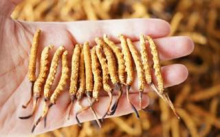 冬蟲夏草各地產量揭秘，西藏那曲蟲草網帶你看清產區產量格局