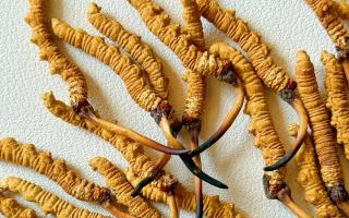 冬蟲夏草保存注意事項｜教你鎖鮮留營養