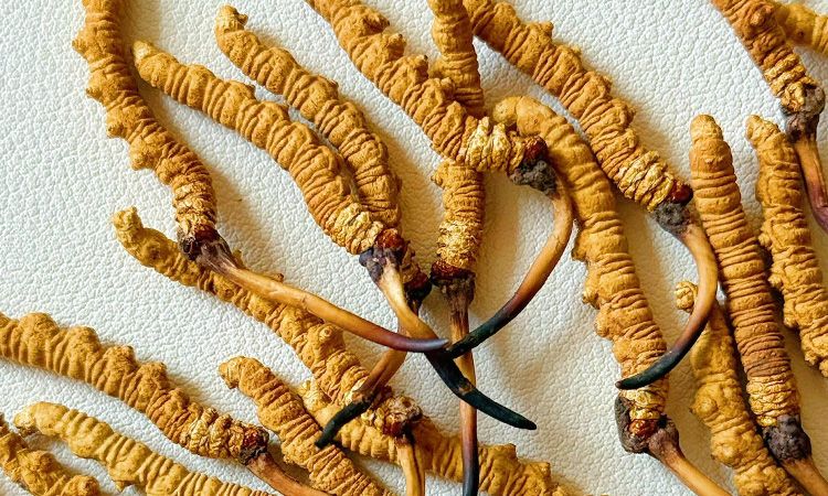 冬蟲(chóng)夏草市場(chǎng)價(jià)格