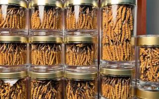 花膠和冬蟲夏草一起煲嗎？行業權威解讀+實操指南