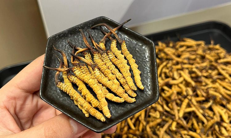 怎么選冬蟲(chóng)夏草好壞