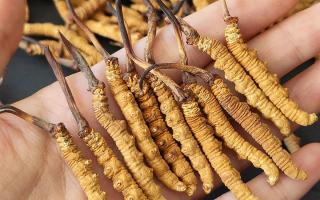 西藏那曲蟲草網(wǎng)詳解：哪些地方能長(zhǎng)冬蟲夏草？核心產(chǎn)區(qū)全解析