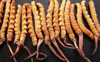 揭秘那曲冬蟲夏草產(chǎn)地，雪域凈土孕育的滋補(bǔ)珍品