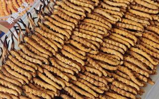 寶寶可以服用冬蟲夏草嗎？權(quán)威指南，科學(xué)滋補(bǔ)不踩坑