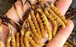 權(quán)威辨假指南，教你一眼分清真冬蟲夏草，避開市場(chǎng)陷阱