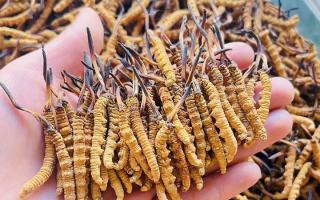 35元一根的冬蟲夏草能買嗎？——揭秘低價蟲草真相