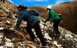 冬蟲夏草如何區別好壞？那曲行業平臺教你4步精準鑒別