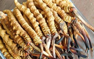 慧眼辨真偽，藏珍不踩坑——西藏那曲蟲草行業網教你分辨冬蟲夏草真假