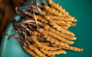 4根一克的冬蟲夏草多大？那曲蟲草行業網站詳解尺寸標準