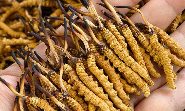 冬蟲夏草形成過程