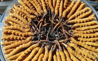 燉鴨子能放冬蟲夏草嗎？詳解搭配要點與滋補邏輯