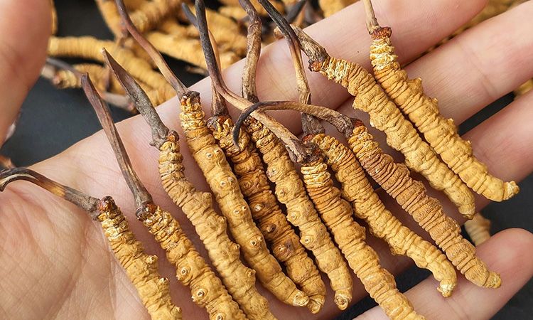 <a href=http://www.gmsign.com.cn/s/cczjjd target=_blank class=infotextkey>冬蟲夏草真假鑒定</a>