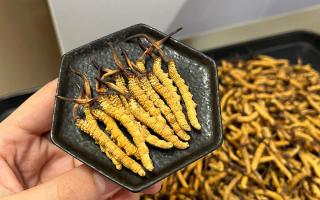 冬蟲夏草燉多少時間合適？藏農神草那曲源頭品牌，教你燉出滿滿營養(yǎng)